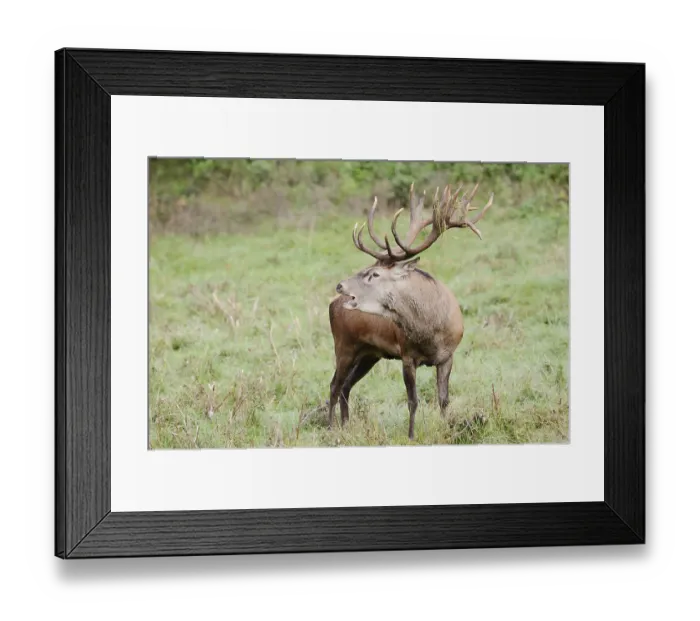 Framed Print : Red deer (Cervus elaphus) roaring in the rutting season Framed Print : Red deer (Cervus elaphus) roaring in the rutting season