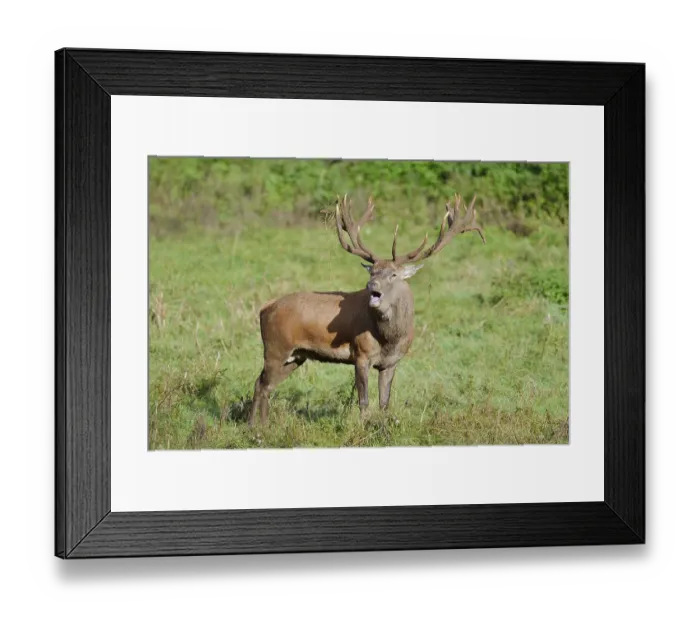 Framed Print : Red deer (Cervus elaphus) roaring in the rutting season