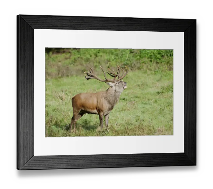 Framed Print : Red deer (Cervus elaphus) roaring in the rutting season