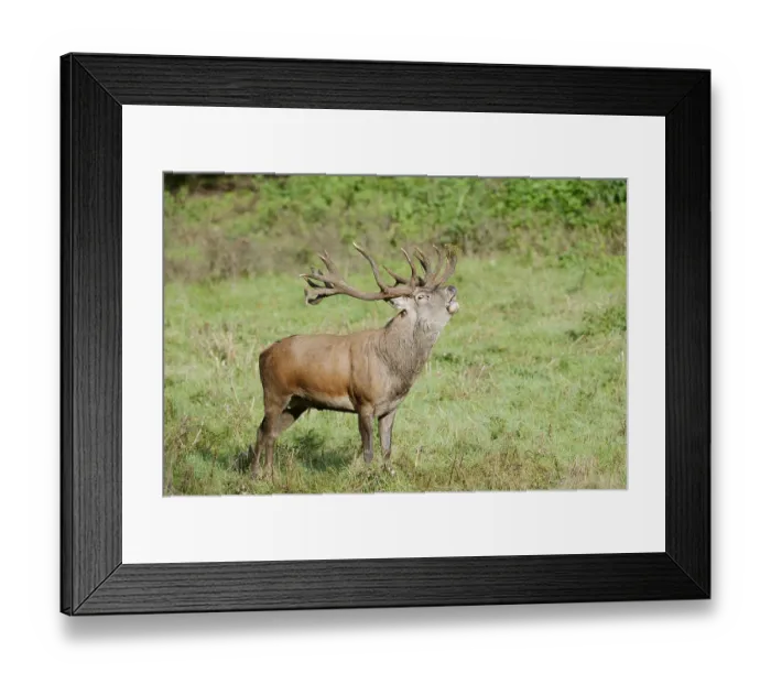 Framed Print : Red deer (Cervus elaphus) roaring in the rutting season