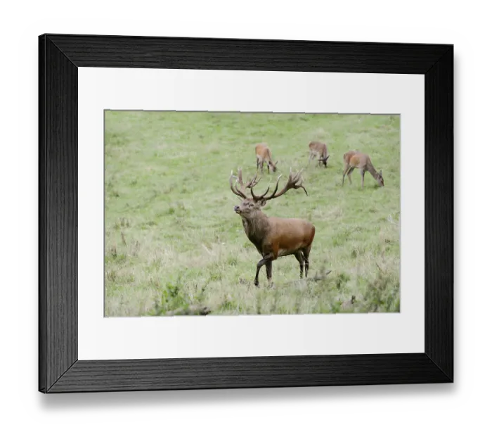 Framed Print : Red deer (Cervus elaphus) with female in the rutting season