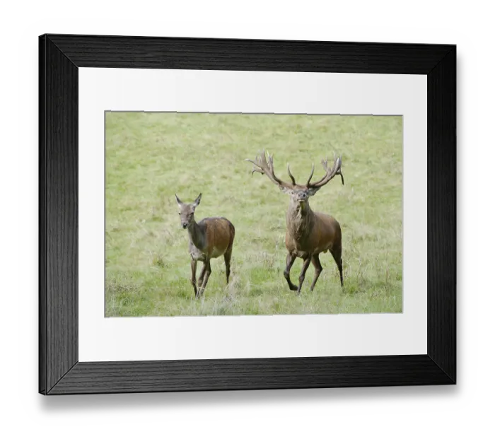 Framed Print : Red deer (Cervus elaphus), stag and doe in the rut Framed Print : Red deer (Cervus elaphus), stag and doe in the rut