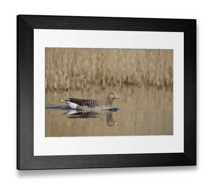 Framed Print : Greylag goose (Anser anser), swimming