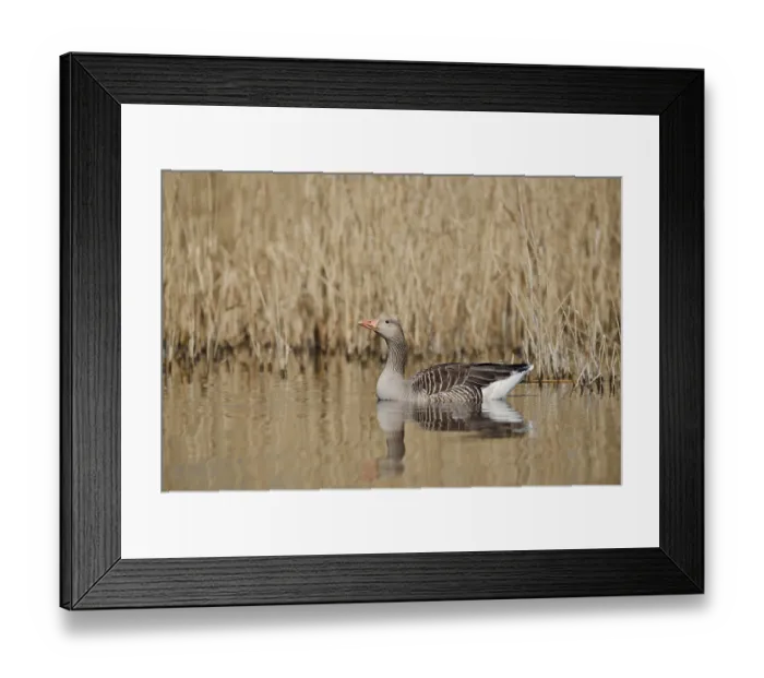 Framed Print : Greylag goose (Anser anser), swimming