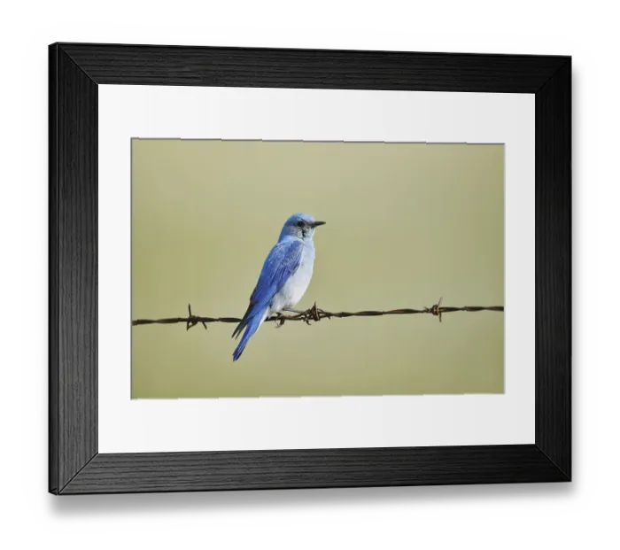 Framed Print : Mountain Bluebird (Sialia currucoides) Framed Print : Mountain Bluebird (Sialia currucoides)