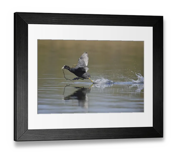 Framed Print : Eurasian Coot (Fulica atra) with nesting material walking over water