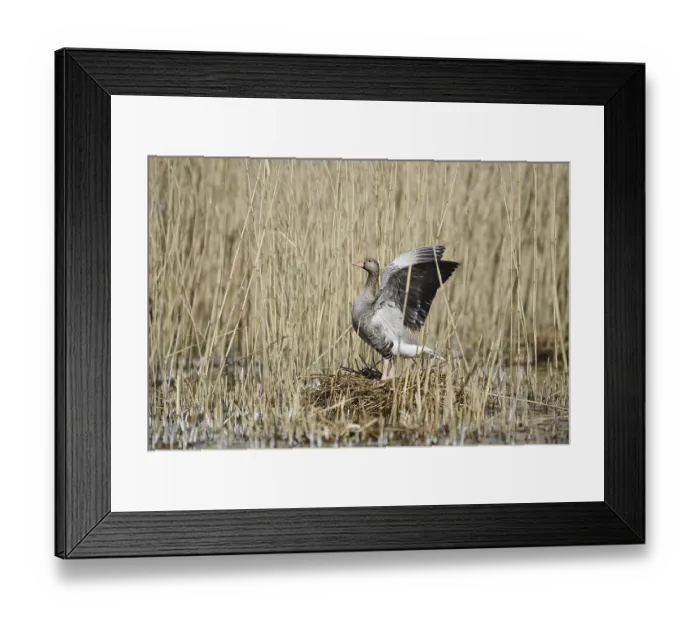 Framed Print : Greylag goose (Anser anser) on the nest Framed Print : Greylag goose (Anser anser) on the nest