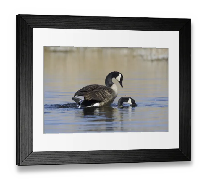 Framed Print : Canada goose (Branta canadensis) Framed Print : Canada goose (Branta canadensis)