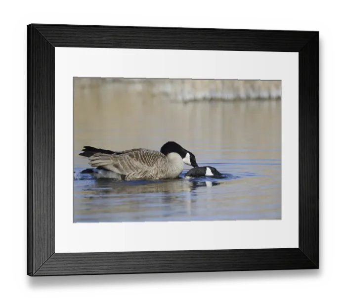 Framed Print : Canada goose (Branta canadensis)