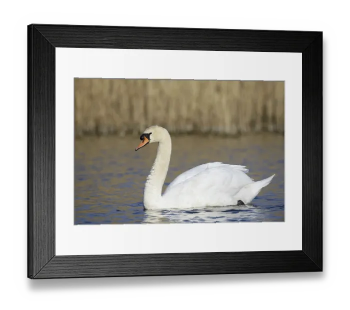 Framed Print : Mute swan (Cygnus olor), North Rhine-Westphalia