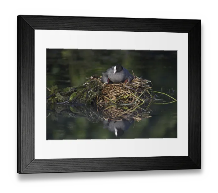 Framed Print : Eurasian Coot (Fulica atra) with chicks on the nest