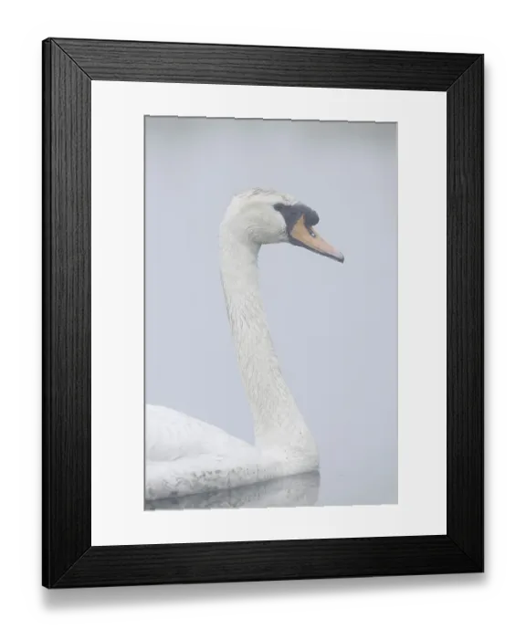 Framed Print : Mute swan (Cygnus olor) in the morning mist