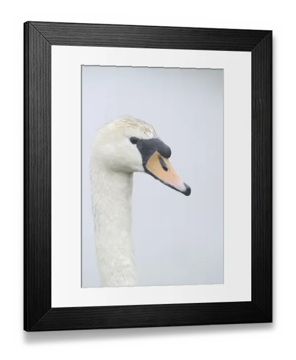 Framed Print : Mute swan (Cygnus olor), portrait