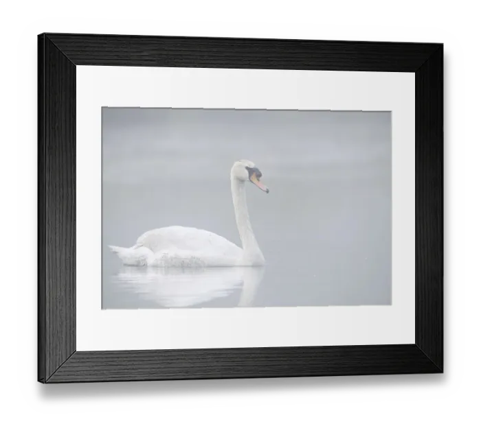 Framed Print : Mute swan (Cygnus olor) swimming in the morning mist