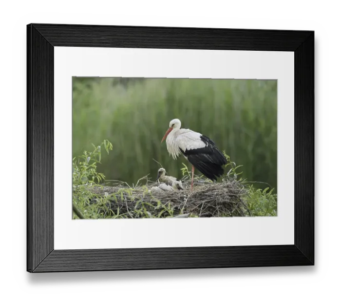Framed Print : White stork (Ciconia ciconia) with chicks in the nest Framed Print : White stork (Ciconia ciconia) with chicks in the nest