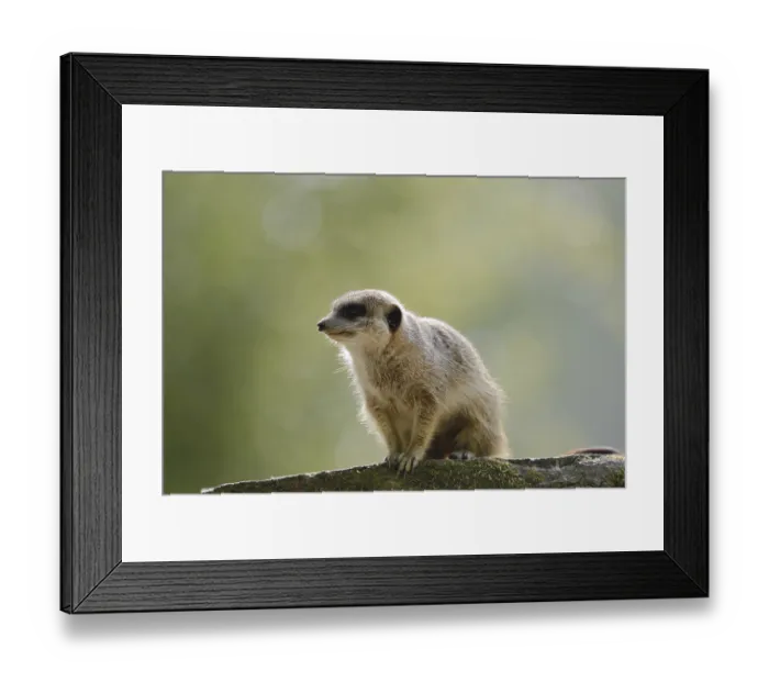 Framed Print : Meerkat or suricate (Suricata suricatta)