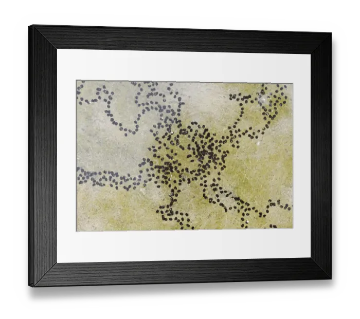 Framed Print : Natterjack toad (Bufo calamita) Framed Print : Natterjack toad (Bufo calamita)