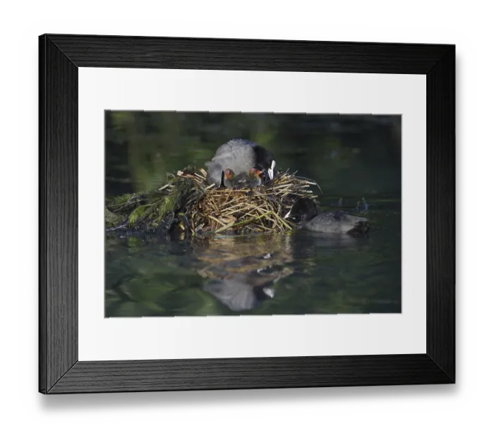 Framed Print : Eurasian Coot (Fulica atra) with chicks on the nest Framed Print : Eurasian Coot (Fulica atra) with chicks on the nest