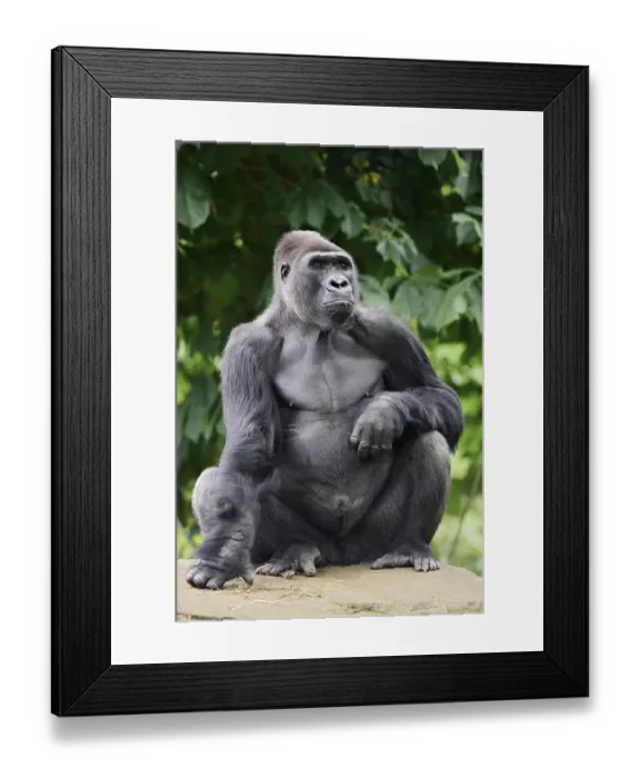 Framed Print : Western lowland gorilla (Gorilla gorilla gorilla)