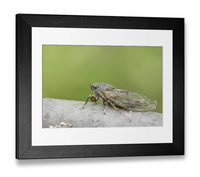 Framed Print : Mountain cicada or mountain cicada (Cicadetta montana)