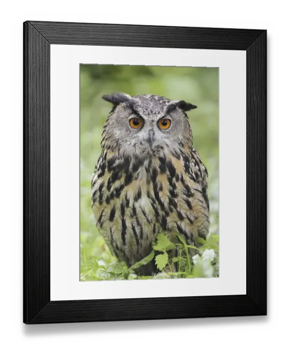 Framed Print : European Eagle Owl (Bubo bubo) Framed Print : European Eagle Owl (Bubo bubo)