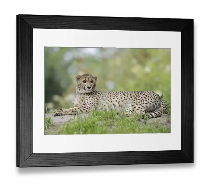 Framed Print : Cheetah (Acinonyx jubatus), captive Framed Print : Cheetah (Acinonyx jubatus), captive