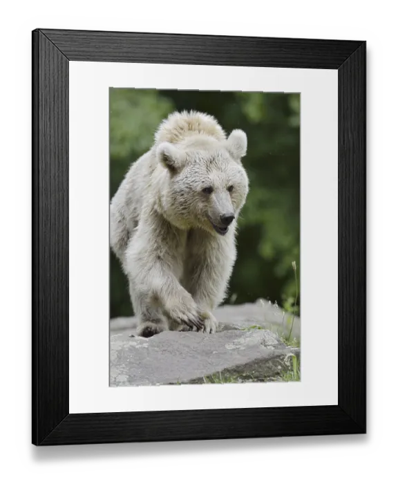 Framed Print : Syrian brown bear (Ursus arctos syriacus) Framed Print : Syrian brown bear (Ursus arctos syriacus)