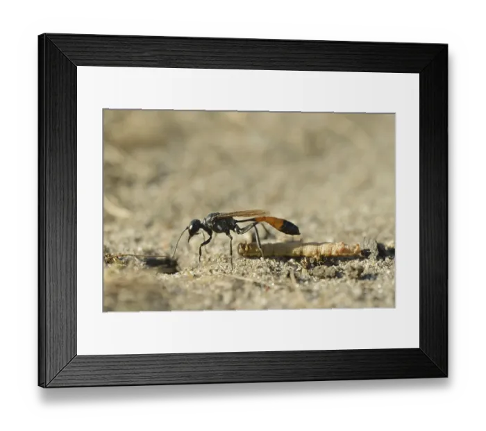Framed Print : Red-banded sand wasp (Ammophila sabulosa) with captured caterpillar