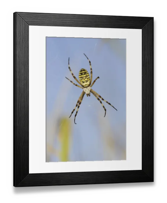 Framed Print : Wasp spider (Argiope bruennichi) Framed Print : Wasp spider (Argiope bruennichi)