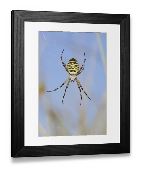 Framed Print : Wasp spider (Argiope bruennichi)