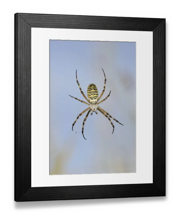 Framed Print : Wasp spider (Argiope bruennichi)