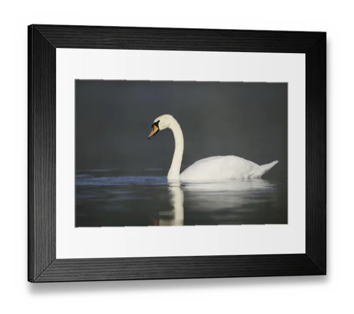 Framed Print : Mute swan (Cygnus olor), North Rhine-Westphalia