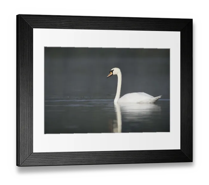 Framed Print : Mute swan (Cygnus olor), North Rhine-Westphalia