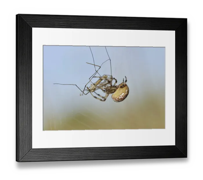 Framed Print : Four-spotted cross spider (Araneus quadratus) Framed Print : Four-spotted cross spider (Araneus quadratus)