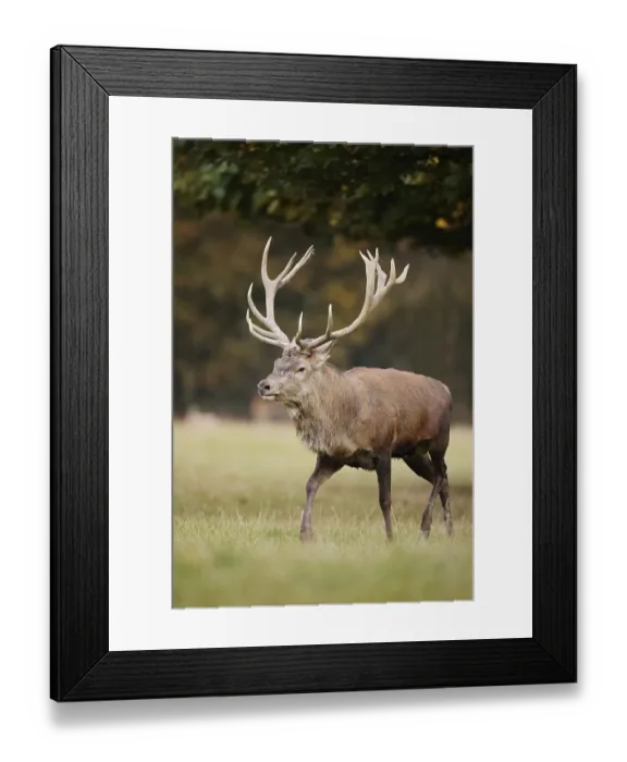 Framed Print : Red deer (Cervus elaphus) in the rutting season Framed Print : Red deer (Cervus elaphus) in the rutting season
