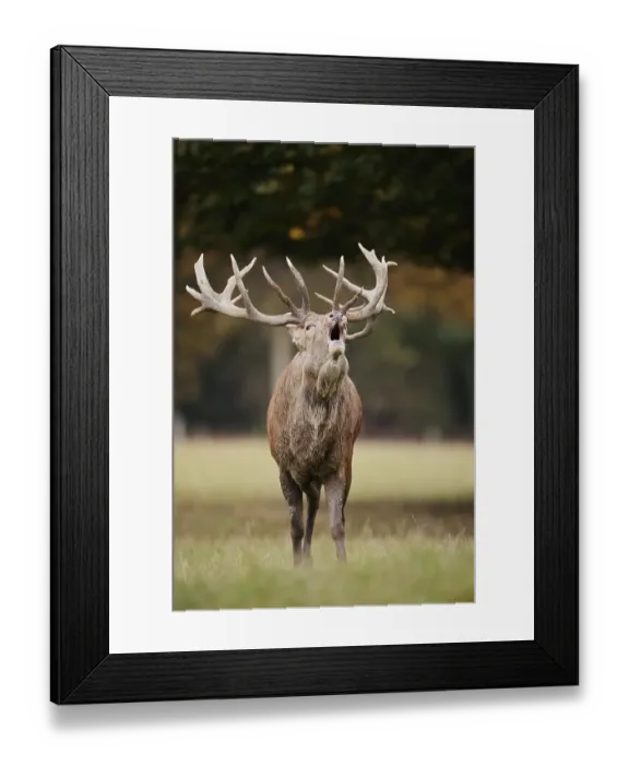 Framed Print : Red deer (Cervus elaphus) roaring in the rutting season