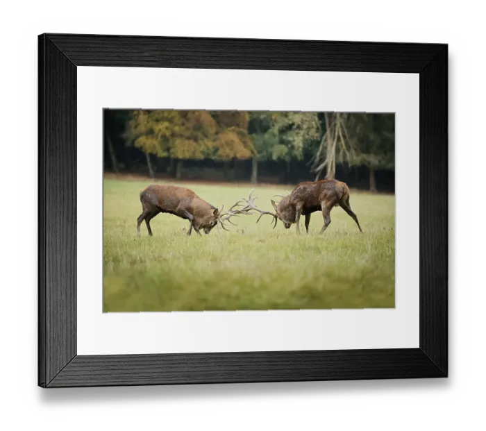 Framed Print : Red deer (Cervus elaphus), stags fighting in the rutting season