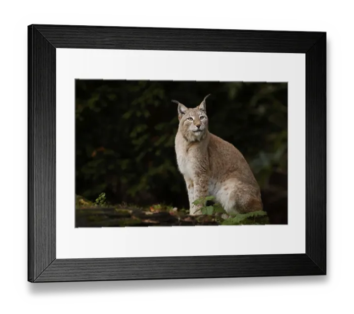 Framed Print : Eurasian lynx (Lynx lynx), captive, Germany Framed Print : Eurasian lynx (Lynx lynx), captive, Germany