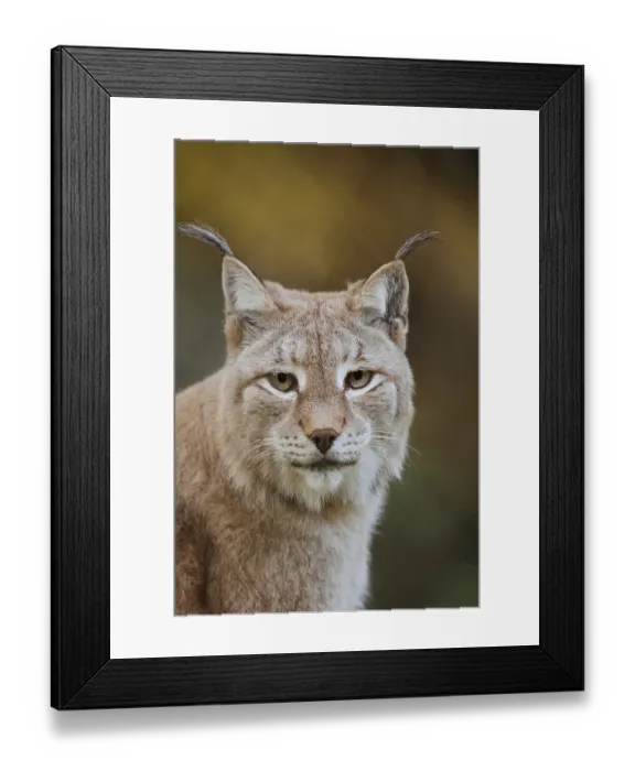 Framed Print : Eurasian lynx (Lynx lynx), portrait