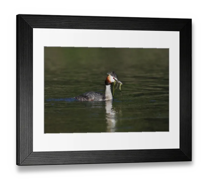 Framed Print : Great Crested Grebe (Podiceps Scalloped ribbonfish) swimming with nesting material in its beak Framed Print : Great Crested Grebe (Podiceps Scalloped ribbonfish) swimming with nesting material in its beak