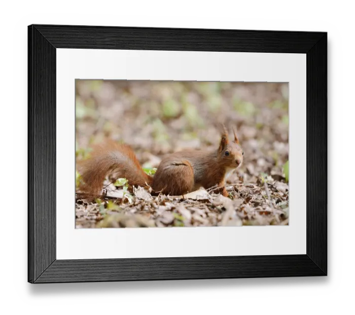 Framed Print : Eurasian squirrel (Sciurus vulgaris)