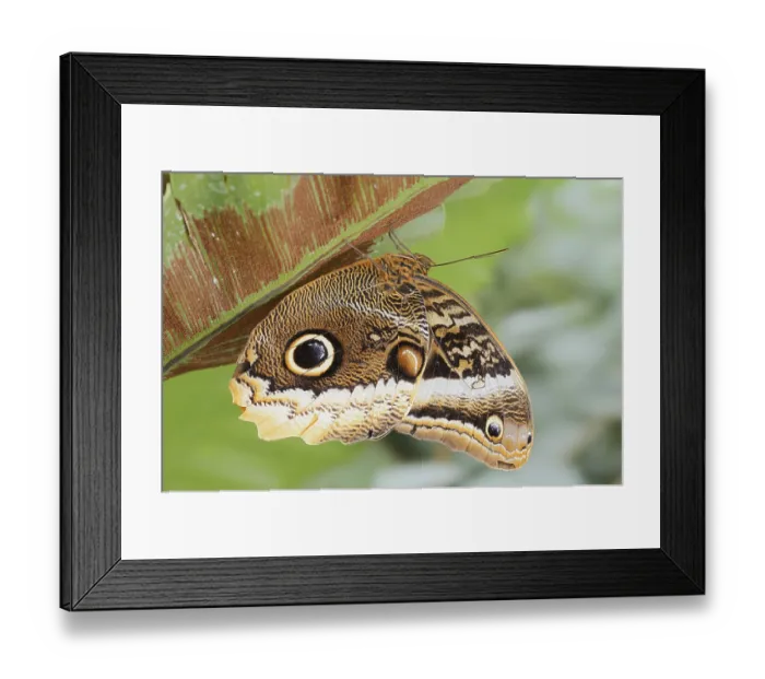 Framed Print : Yellow-banded banana butterfly (Caligo atreus)