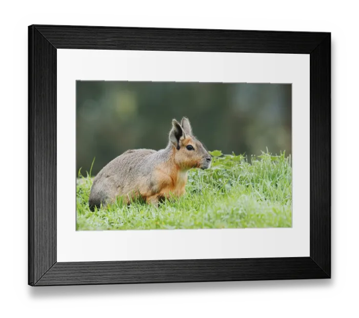 Framed Print : Patagonian Mara or Great Mara (Dolichotis patagonum) Framed Print : Patagonian Mara or Great Mara (Dolichotis patagonum)