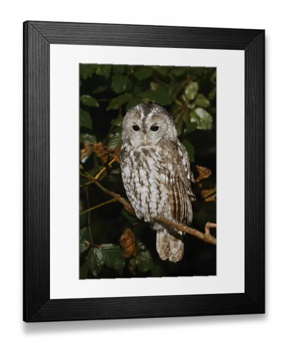 Framed Print : Tawny owl (Strix aluco) sitting on a branch