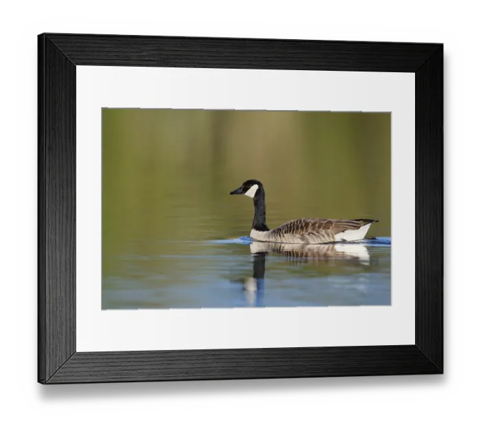 Framed Print : Canada goose (Branta canadensis) Framed Print : Canada goose (Branta canadensis)