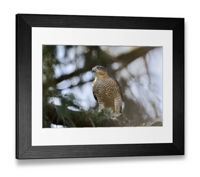 Framed Print : Sparrowhawk (Accipiter nisus), male with prey