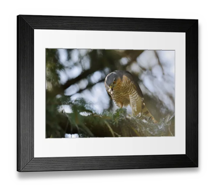 Framed Print : Sparrowhawk (Accipiter nisus), male with prey