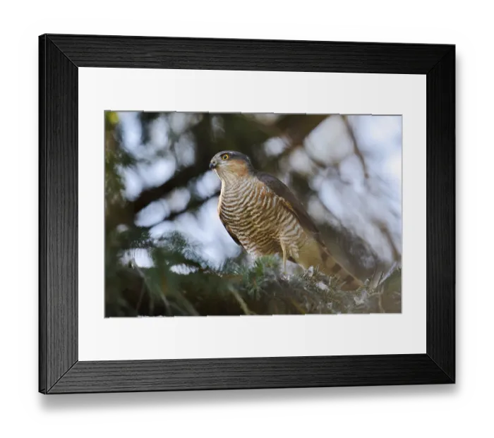 Framed Print : Sparrowhawk (Accipiter nisus), male with prey Framed Print : Sparrowhawk (Accipiter nisus), male with prey