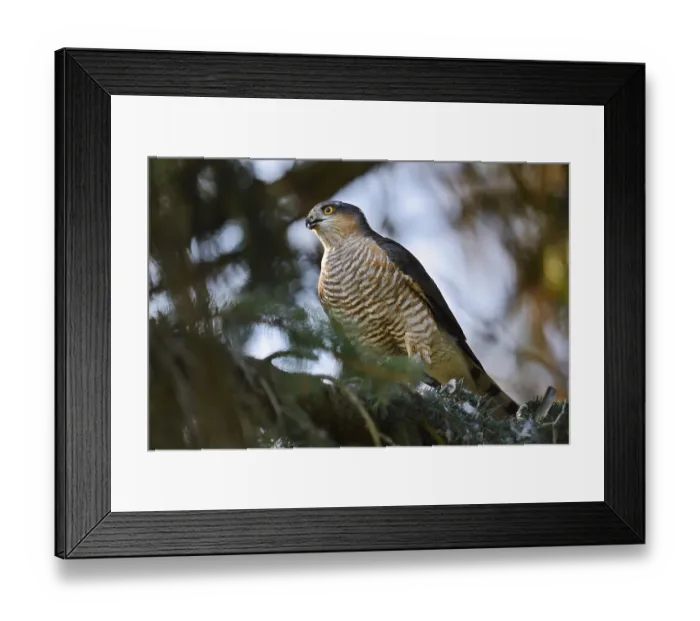 Framed Print : Sparrowhawk (Accipiter nisus), male with prey