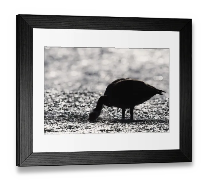 Framed Print : Canada goose (Branta canadensis) standing in the water against the light